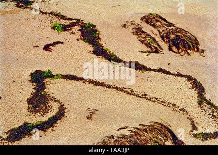 Moos links vom Meer Wellen am Meeresstrand, Dwarka, Gujarat, Indien, Asien Stockfoto