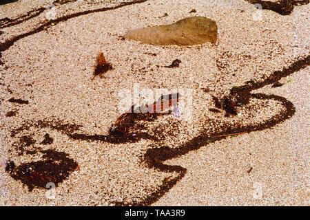 Moos links vom Meer Wellen am Meeresstrand, Dwarka, Gujarat, Indien, Asien Stockfoto