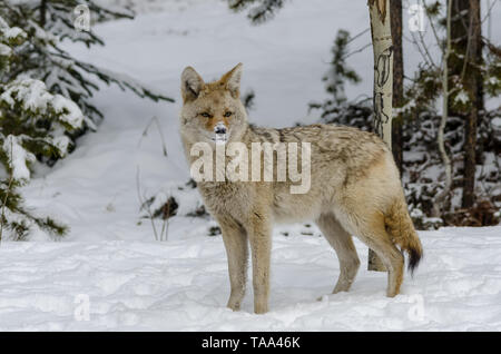 Wild coyote mit Schnee auf der Nase auf der Suche nach der nächsten Mahlzeit, im Wald Stockfoto