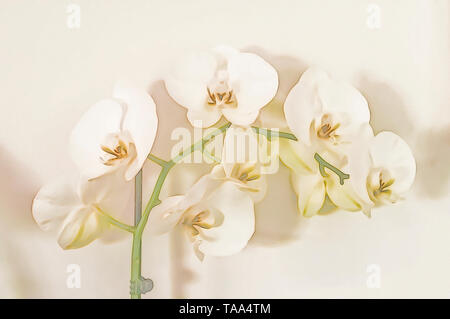 Digital verbesserte Bild eines weißen Phalaenopsis Orchidee auf weißem Hintergrund Stockfoto