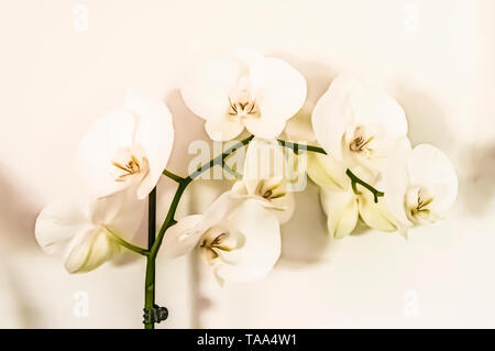 Digital verbesserte Bild eines weißen Phalaenopsis Orchidee auf weißem Hintergrund Stockfoto