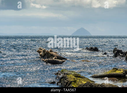 Dichtungen auf Felsen am Kildonan mit Ailsa Craig Stockfoto