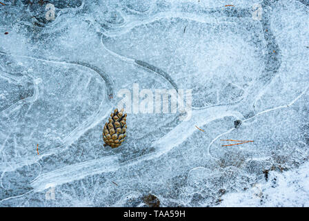 Pine Cone auf gefrorenen Pfütze im Wald Stockfoto