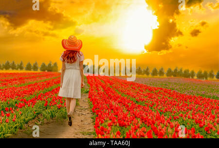 Frau in einem weißen Kleid und bunten Hut gehen durch rote Tulpe Felder in den Sonnenuntergang. Stockfoto