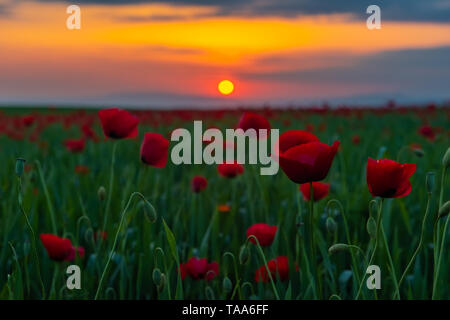 Feld mit blühenden Klatschmohn bei Sonnenuntergang Zeit Stockfoto