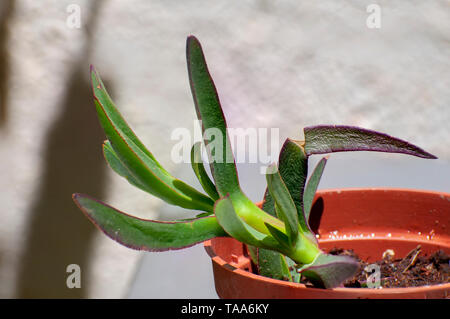 Carpobrotus edulis, (oder Acinaciformis Carpobrotus) allgemein als pigface, Ice-Werk bekannt, saure Feige, und Hottentot Bild, ist eine Pflanzenart aus der Gattung der Boden - schleichende pl Stockfoto