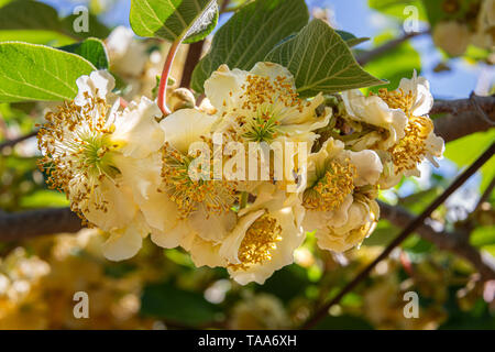 Gelb creme Blumen der Kiwi Pflanze. Abruzzen Stockfoto