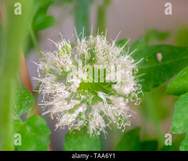 Blühende Blume - Kugel einer Zwiebel Anlage Stockfoto