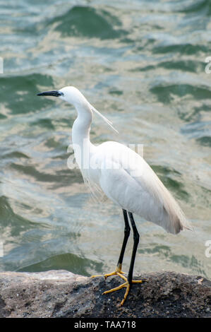 - Egretta garzetta Seidenreiher, diese kleinen weißen Reiher ist native zu den wärmeren Teilen von Europa und Asien, Afrika und Australien. Er frisst Krebstiere, Fische Stockfoto