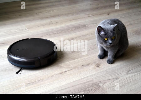 Roboter Staubsauger mit einem Flauschigen Britisch Kurzhaar Katze im Zimmer. Close Up. Stockfoto