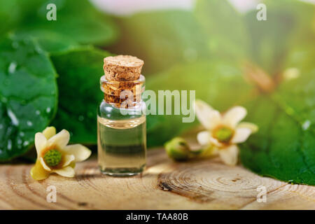 Bio Kräuter Kosmetik - kleine Flasche mit ätherischen Öl auf grünes Blatt Hintergrund Stockfoto