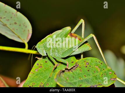 Eine Katydid sehr gut wie ein Blatt, wie es versteckt sich in der grünen Blattwerk getarnt. Bild in Houston, TX. Stockfoto