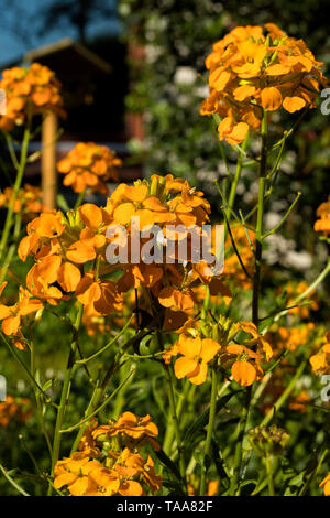 Mauerblümchen oder Erysimum cheiri Blumen blühen im Garten Stockfoto