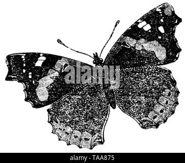 Holz graviert Illustration, von der "Schatzkammer der Natur" von Samuel Maunder, veröffentlicht 1848 Stockfoto