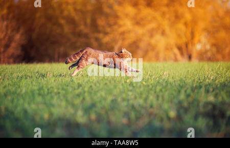 Schöne tabby Katze schnell und geschickt läuft auf einer grünen Wiese anmutige wölbt den Rücken und Schwanz Stockfoto