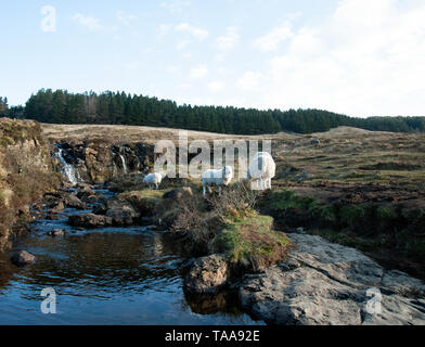 Eine Fee Pool entlang des Flusses Spröde, die durch Glen Spröde auf der Insel Syke, Schottland läuft. Gespeist durch Wasserfälle Schafe kommen, das Wasser zu trinken. Stockfoto