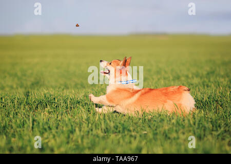 Wenig Corgi Welpen läuft auf eine grüne Wiese und springt nach einem fliegenden Schmetterling auf einer Lichtung im Gras Stockfoto