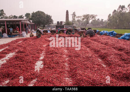 Bogra, Bangladesch. 05. april 2019. Frauen in Bangladesch verarbeiten und trocknen roten Chili unter der Sonne auf einem roten Chili-Trockenfeld am Stadtrand von Stockfoto