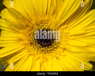 Gerbera jamesonii ist eine Pflanzenart aus der Gattung der blühende Pflanze, die in der Gattung Gerbera. Es ist in Süd Ost Afrika und allgemein als die Barberton bekannt, d Stockfoto