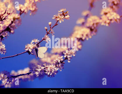 Kleinen Weißen ein Schmetterling sitzt auf Branchen mit flauschigen duftende Blüten und Knospen Busch Blüte im Mai warmen Sonnenschein th Garten flieder Farben Dawn Stockfoto