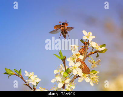 Große Insekten können Käfer krabbeln und Fliegen ihre Flügel aus von einem schönen Zweig der blühenden Kirschbaum im Garten einen Hintergrund von Blue Sky Stockfoto