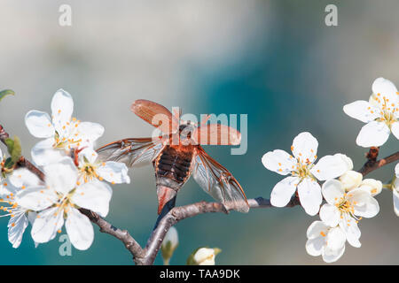 Portrait von großen Insekten, Käfer krabbeln können, breitet seine Flügel mit einem wunderschönen Kirschbaum im Garten vor dem Hintergrund seiner Sky Stockfoto