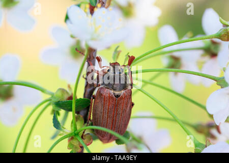 Porträt eines großen Mai käfer insekt kriecht auf einen Kirschbaum Zweig mit weißen Blüten in einem warmen Frühling Garten Stockfoto