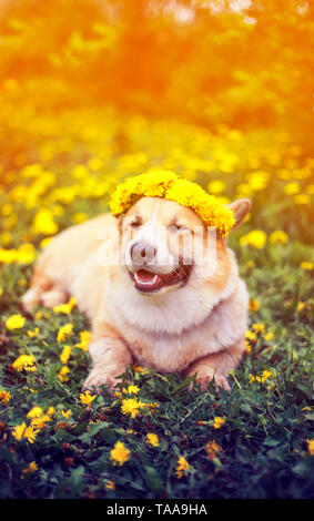 Schöne kleine Welpen rot Corgi liegt auf dem Feld mit gelben Löwenzahn in einem Kranz von Blumen an einem sonnigen Frühlingstag Stockfoto