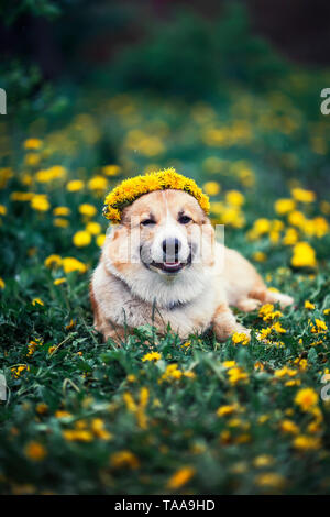 Schöne kleine Welpen rot Corgi liegt auf dem Feld mit gelben Löwenzahn in einem Kranz aus Blumen Stockfoto