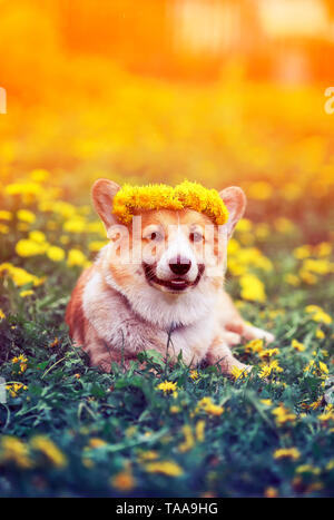 Schöne kleine Welpen rot Corgi liegt auf dem Feld mit gelben Löwenzahn in einem Kranz von Blumen an einem sonnigen Frühlingstag Stockfoto