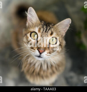 Feral Big eye Taverna Katze Betteln am Tisch in Griechenland Stockfoto