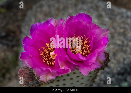 Beavertail Kakteen blühen in dem Anza-Borrego State Park, Kalifornien, USA. Stockfoto