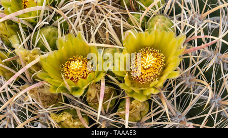 Wüste barrel Kaktus blüht in der anza-borrego State Park, Kalifornien, USA. Stockfoto
