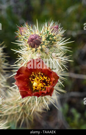 Wüste cholla Kakteen blühen in dem Anza-Borrego State Park, Kalifornien, USA. Stockfoto