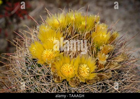 Wüste barrel Kaktus blüht in der anza-borrego State Park, Kalifornien, USA. Stockfoto