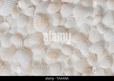 Eine Sammlung weißer Muscheln, die dicht nebeneinander am weißen Sandstrand platziert sind, von oben gesehen. Stockfoto