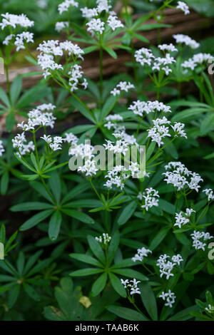 Waldmeister, Wald-Meister, wohlriechendes, Labkraut Galium odoratum, Süße Waldmeister, sweetscented bedstraw, Waldmeister, Atem's wild Baby, le Aspérule Stockfoto