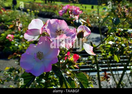 Ballerina, Hybrid Moschus, weiß rosa Rose auf Bush gegen grüner Hintergrund Stockfoto