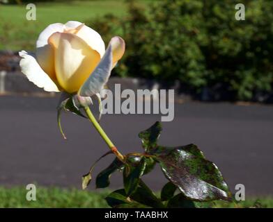 Apricot Nectar rose bud, Floribunda Rose, Soft orange Rose auf Bush gegen Natur Hintergrund Stockfoto