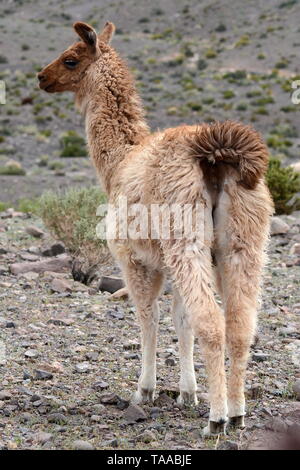 Lamas IN CHILE. Stockfoto