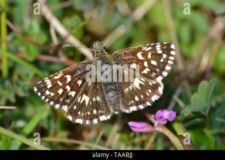 Grizzled Skipper, Schmetterling, Schmetterling aus Malvae Stockfoto