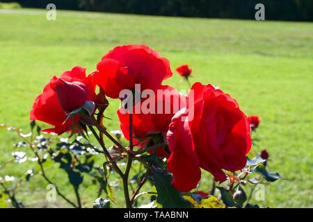 Ein Strauß roter Rosen auf Bush wieder grüne Blätter Hintergrund Stockfoto