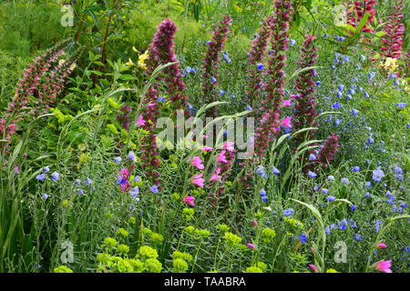 Echium russicum, Gladiolus communis subsp byzantinus und Euphorbia palustris in die Widerstandsfähigkeit Garten von Sarah Eberle an der RHS Chelsea Durchfluss ausgelegt Stockfoto