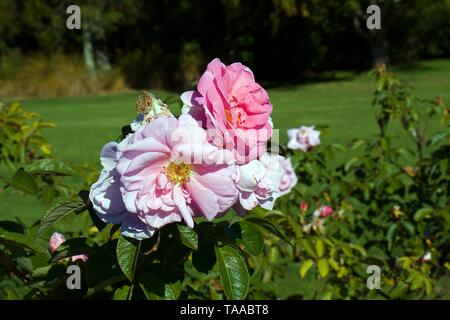 Kate Sheppard Rosen auf Bush, große Cluster von Lachs/rosa Blüten in Fülle durch die Jahreszeit getragen. Stockfoto