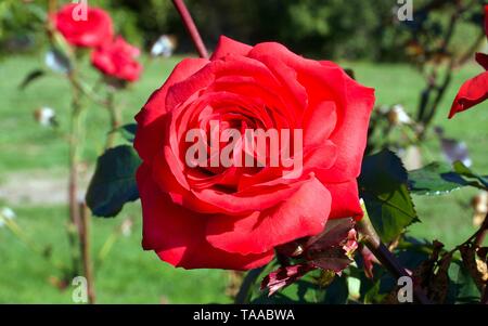 Terrasse Prinz rote Rose auf einem Baum, Dunkle samtig rote Blüten. Ideal für Töpfe. Blumen von Frühling bis Herbst. Stockfoto