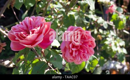 Französische rose, oder Rose von Provins, Rosa gallica, Rosa centifolia und Rosa damascena. Rosa Canina wird für die Herstellung von rose-hip-Öl verwendet. Stockfoto