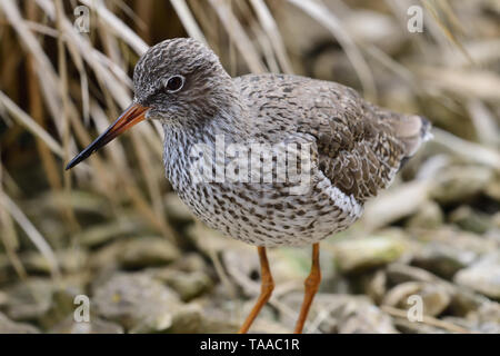 Porträt einer gemeinsamen Rotschenkel (Tringa totanus) im Schilf Stockfoto