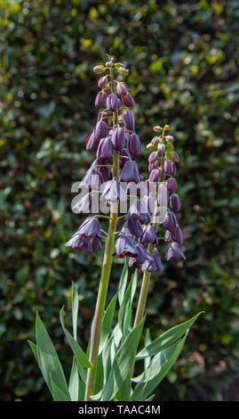 Zwei Stämme der Fritillaria persicana, Persische Fritillary, in der Blüte. Gegen eine Hecke im Garten fotografiert. Fritillaries sind Mitglieder der Lily fami Stockfoto