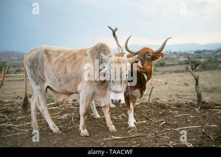 Kuh Zuneigung zeigen an einer lokalen Farm der Familie. Brahman Rinder Viehbestand und Tierhaltung. Teotitlan del Valle, Oaxaca, Mexiko. Mai 2019 Stockfoto