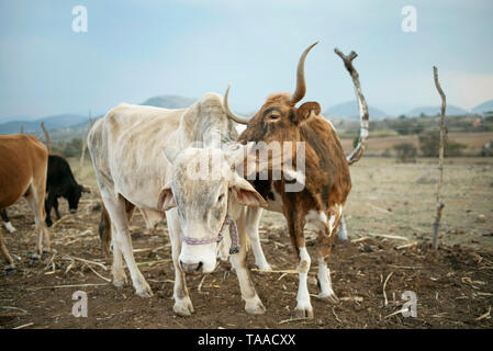 Kuh Zuneigung zeigen an einer lokalen Farm der Familie. Brahman Rinder Viehbestand und Tierhaltung. Teotitlan del Valle, Oaxaca, Mexiko. Mai 2019 Stockfoto